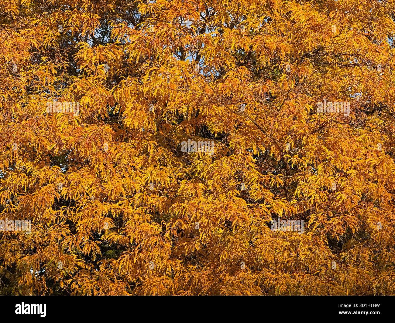Dichte Zweige, bedeckt mit leuchtenden goldgelben Herbstblättern, bilden einen reichen saisonalen Hintergrund. Die Nahansicht hebt Textur, Farbe und Natu hervor Stockfoto