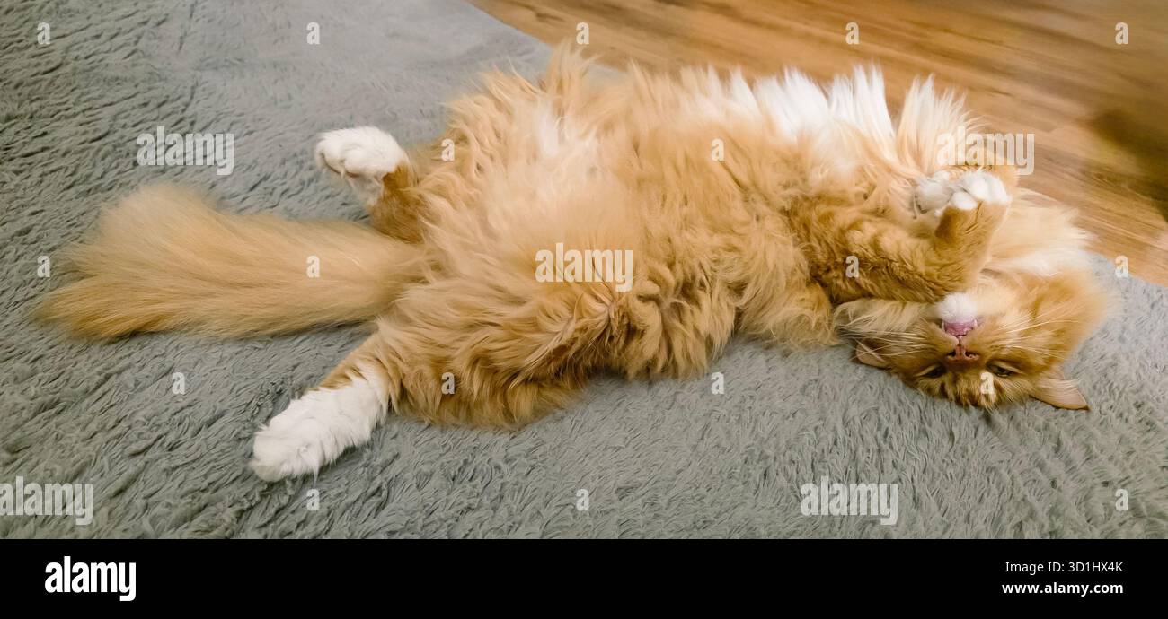 Die flauschige orangene Katze liegt verspielt auf einem weichen grauen Teppich und zeigt ihr entspanntes Verhalten und ihren verspielten Geist in einer gemütlichen Innenumgebung. Stockfoto