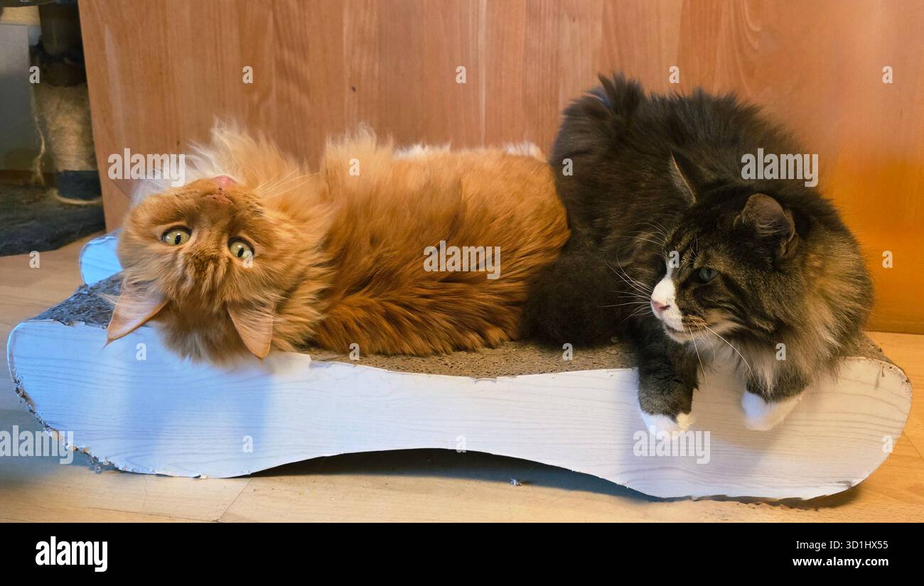 Zwei niedliche Katzen liegen bequem zusammen auf einem stilvollen hölzernen Katzenbett und zeigen ihre verspielte Natur und gemütliche Umgebung. - Smartphone-aufgenommenes Stockfoto