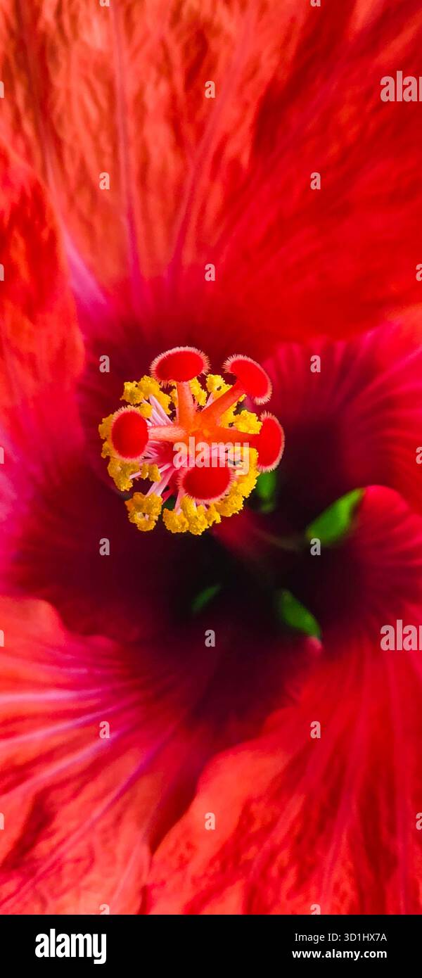 Nahaufnahme einer leuchtenden roten Hibiskusblüte mit komplizierten Details und Texturen. - Smartphone-aufgenommenes Stockfoto