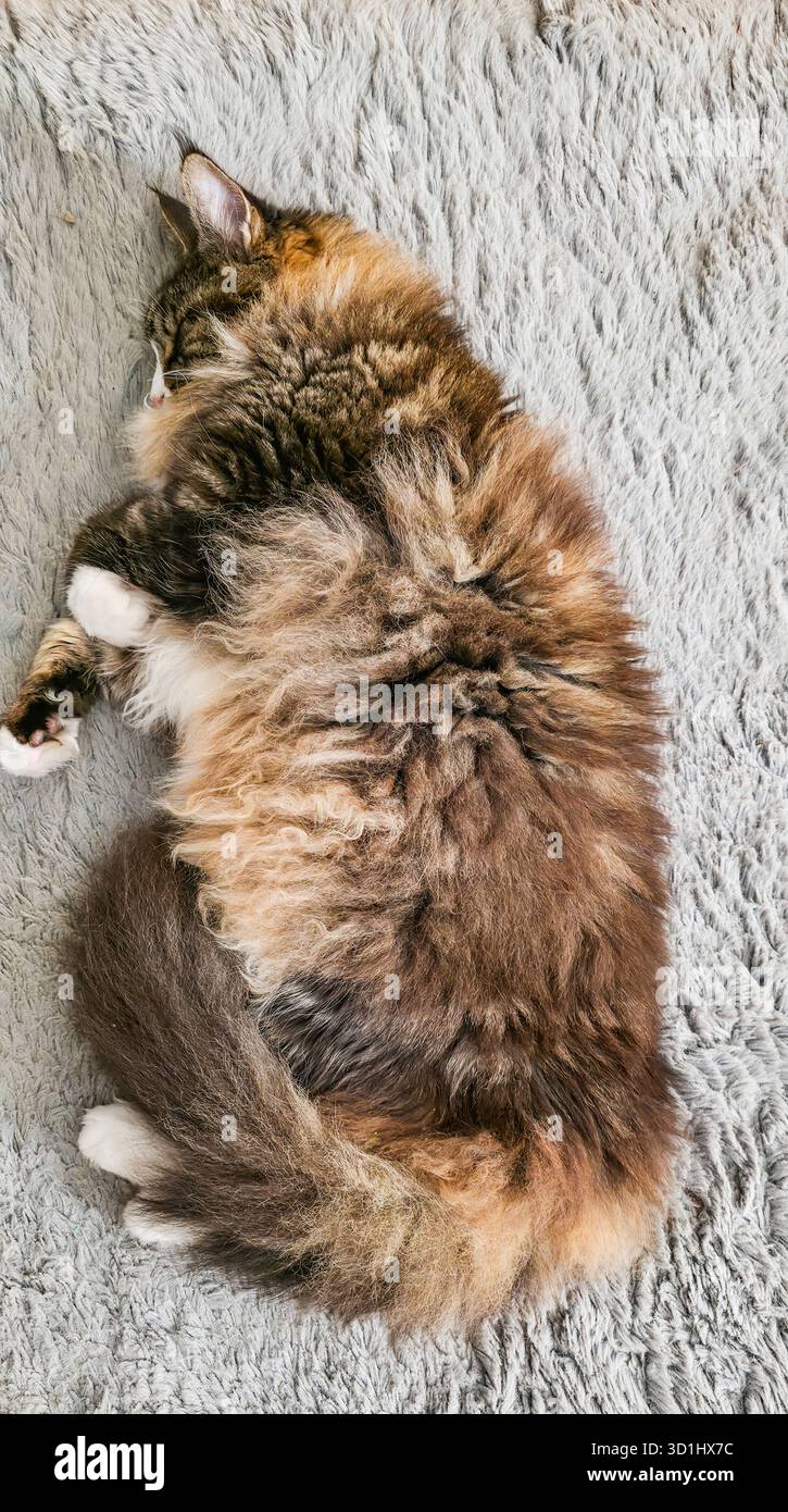 Die flauschige Hauskatze ist eingerollt und schläft auf einem weichen, strukturierten Teppich. Stockfoto