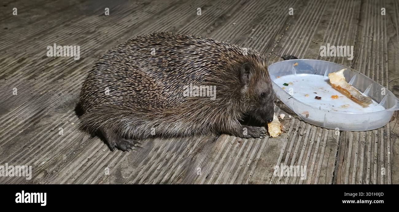 Der Igel genießt auf einem Holzboden neben einem Teller ein Stück Essen, was eine warme und einladende Atmosphäre in der Szene schafft. - Smartphone-aufgenommenes Stockfoto
