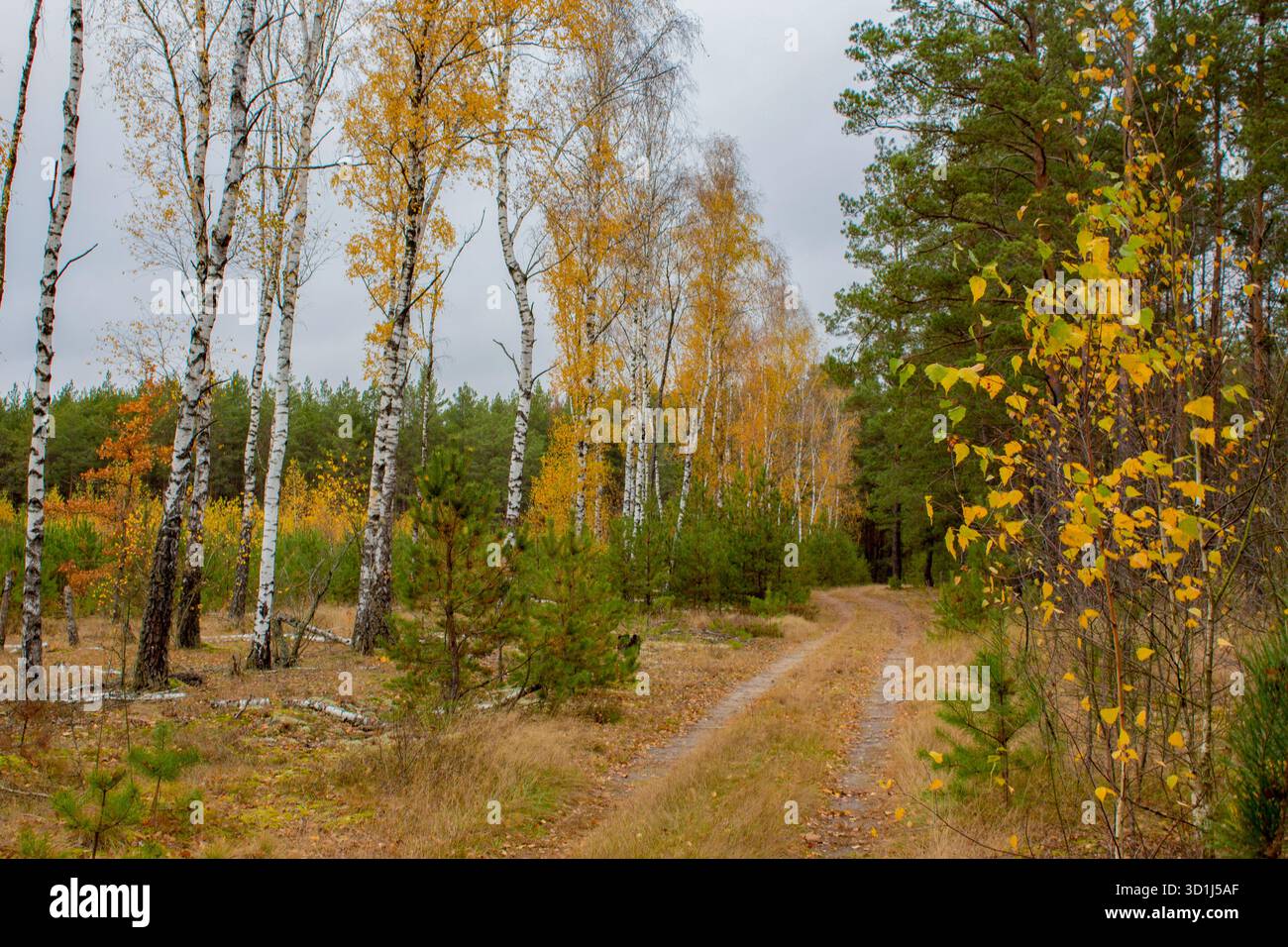 Herbstlandschaft in einem Mischwald. Waldweg, gelbes Laub auf Birkenbäumen, verdorbenes Gras. Europäische Landschaft. Stockfoto