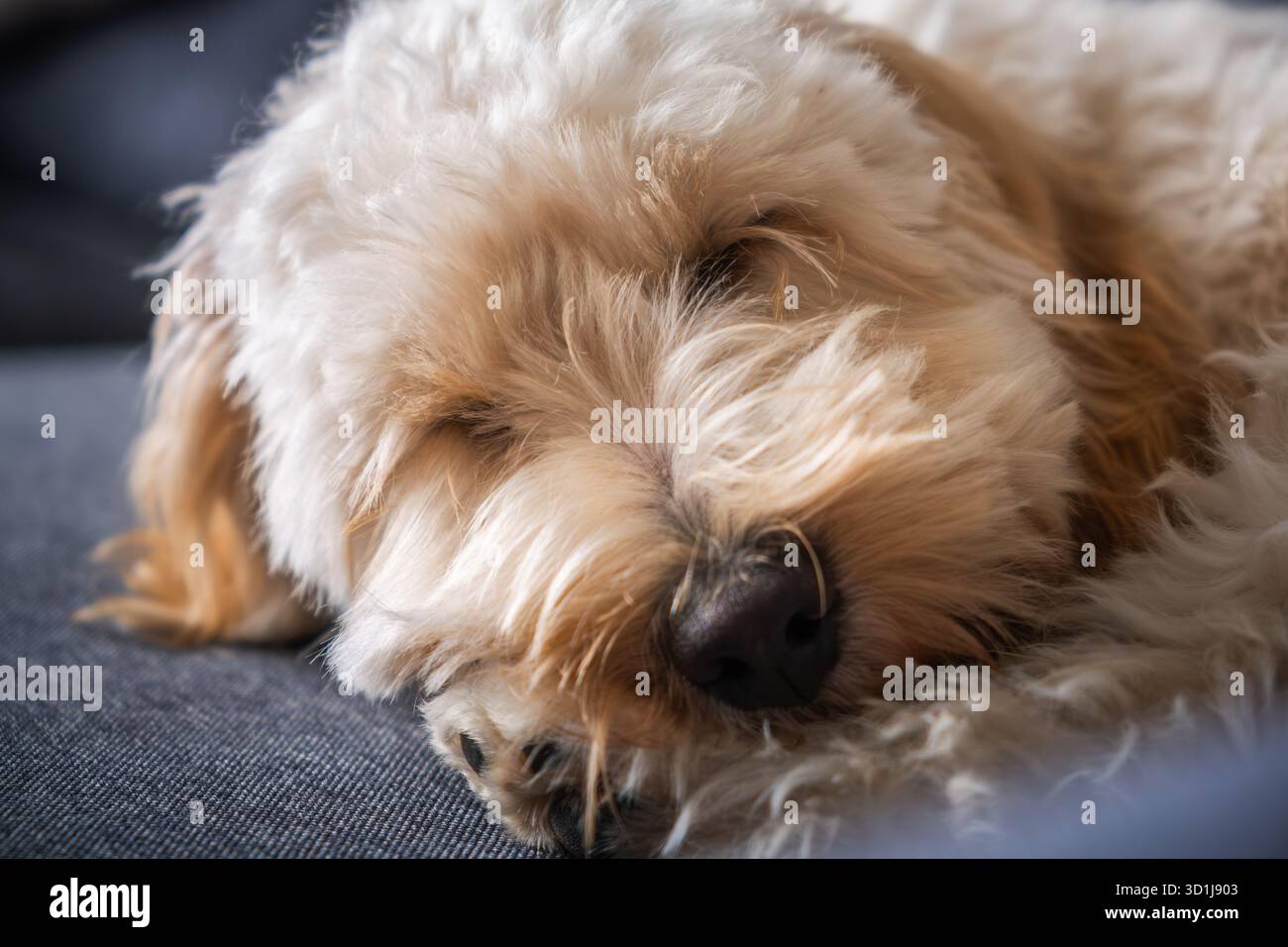 Eine bezaubernde Nahaufnahme, die sich auf das Gesicht eines Creme-Gold-Pudel-Mix Maltipoo Welpen (Goldendoodle Cockapoo) konzentriert, der auf einer strukturierten grauen Couch schläft, Stockfoto