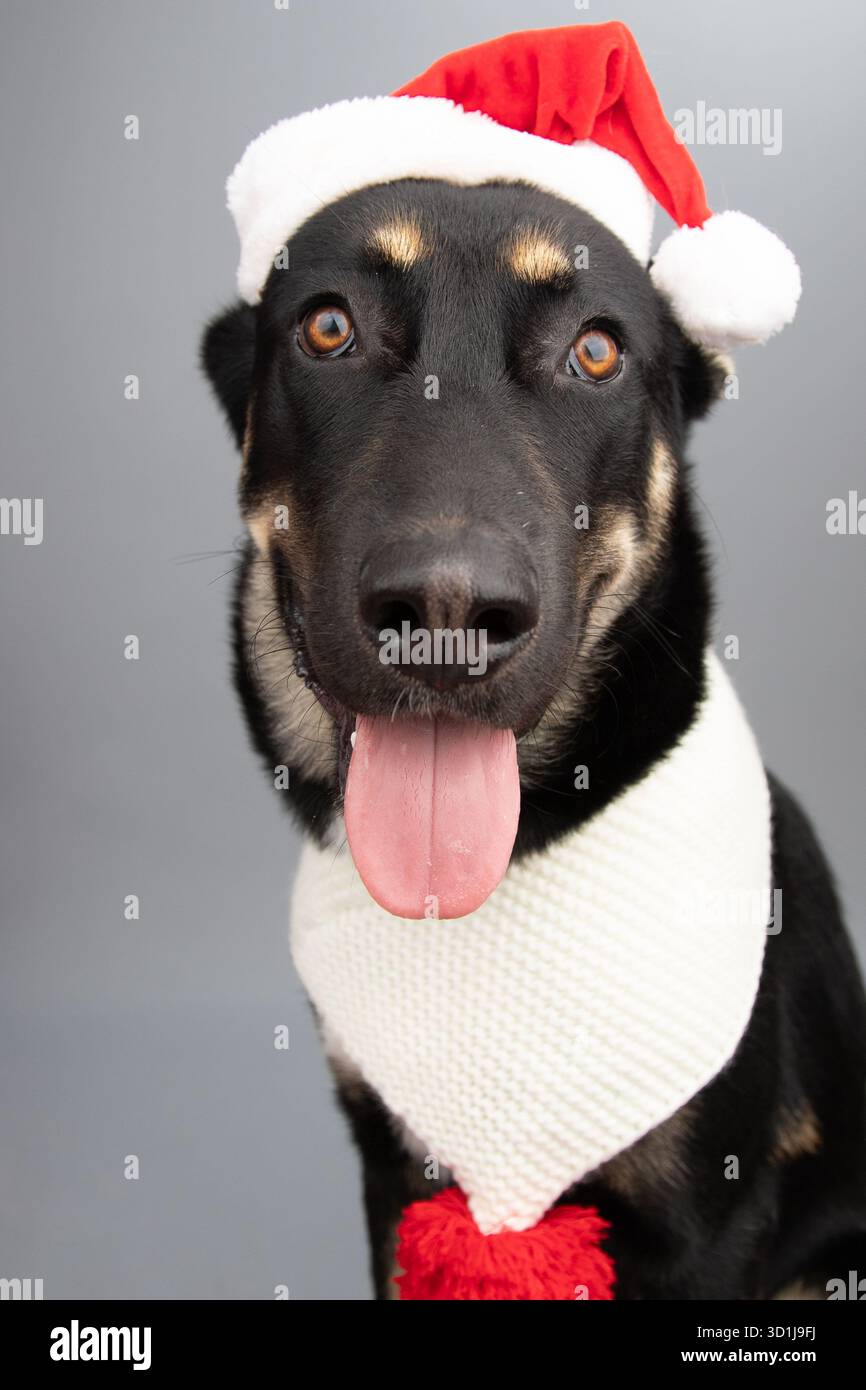 Porträt eines gerberischen Shepsky-Welpen mit weihnachtsmütze und Schal Stockfoto