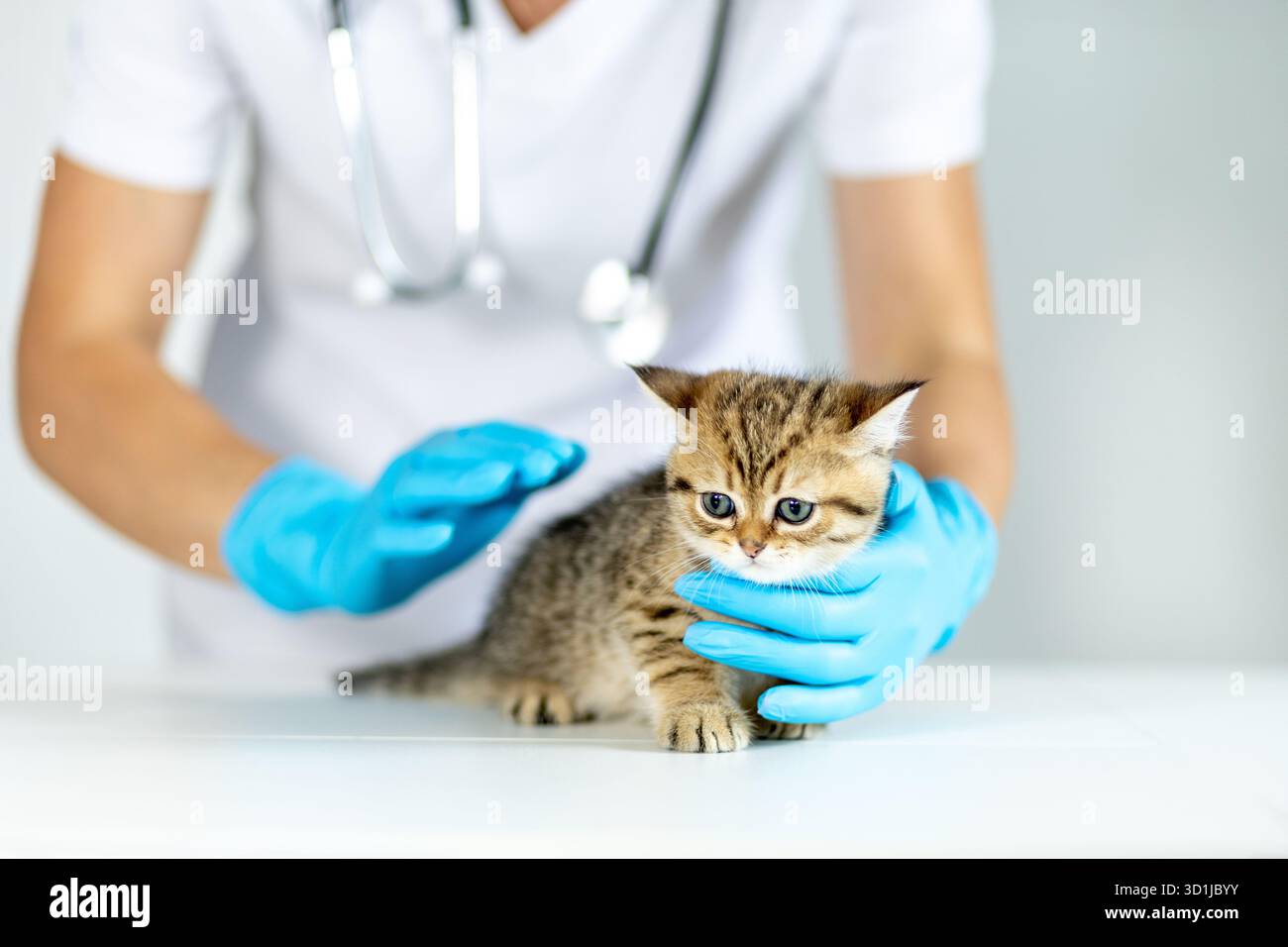 Ein junges Kätzchen wird in einer Klinik tierärztlich untersucht. Ein Tierarzt, der Handschuhe trägt, überprüft sanft die Gesundheit des Kätzchens in ruhiger Weise Stockfoto