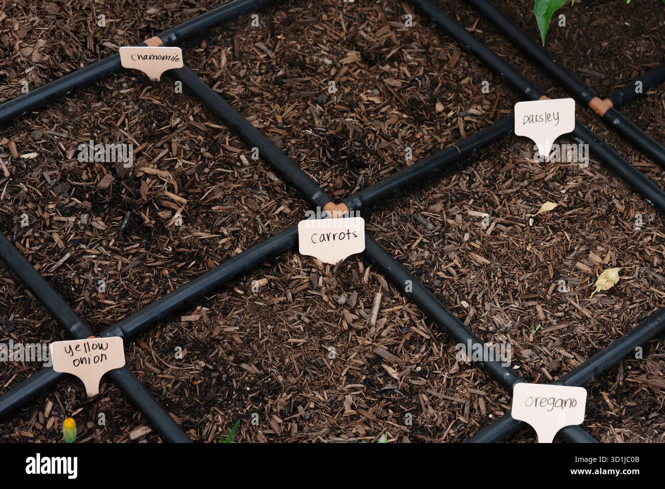 Modernes Tropfbewässerungssystem im Gartenbett Stockfoto