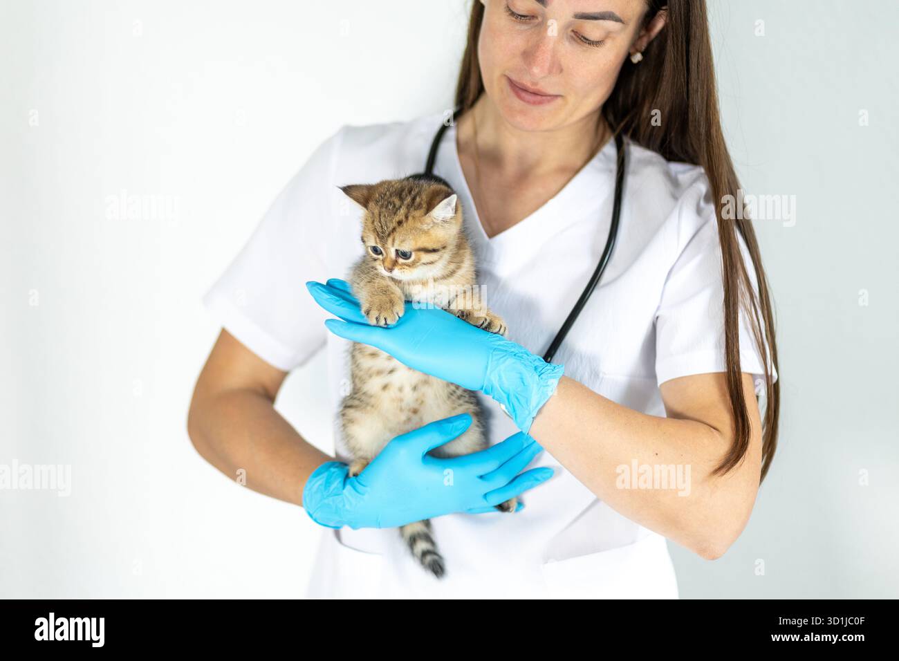 Ein Tierarzt im weißen Fell untersucht ein kleines Kätzchen sorgfältig. Die Klinik verfügt über ein steriles Ambiente mit heller Beleuchtung und bietet einen komfortablen Raum Stockfoto