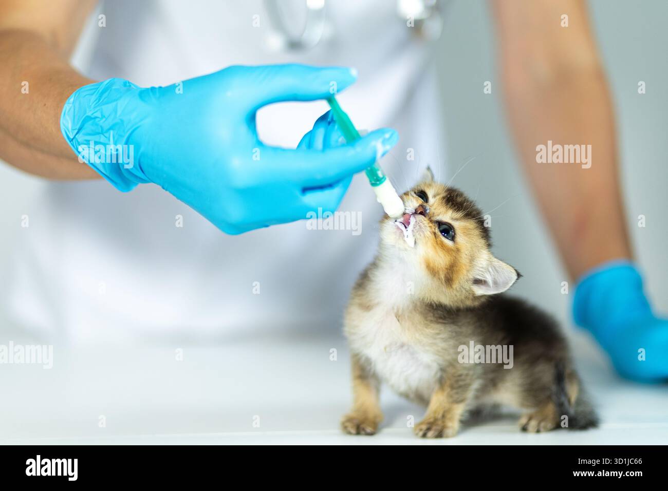 Ein Tierarzt in blauen Handschuhen füttert ein kleines Kätzchen vorsichtig mit einer Spritze in einer klinischen Umgebung, um sicherzustellen, dass das Kätzchen ordnungsgemäß gepflegt und gepflegt wird Stockfoto