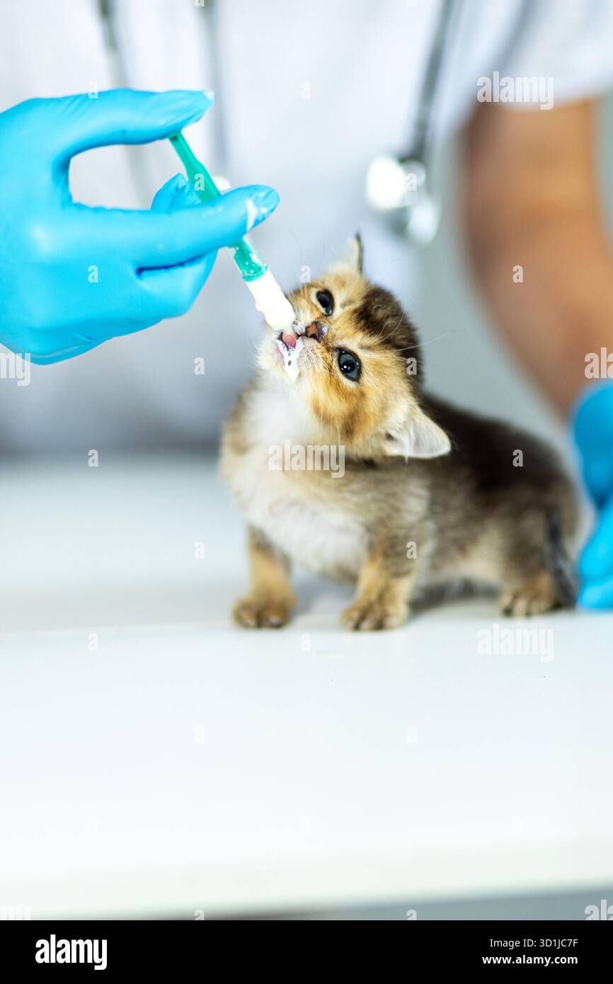 Ein kleines Kätzchen wird von einer Person mit blauen Handschuhen mit einer Spritze gefüttert. Der Tierarzt ernährt das kleine Tier in einem sauberen und wir Stockfoto