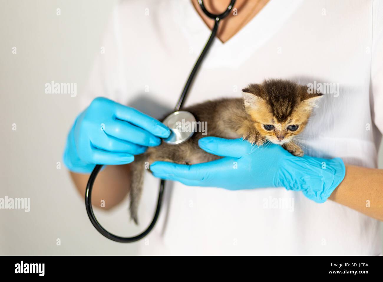 Eine Person mit blauen Handschuhen untersucht ein kleines Kätzchen mit einem Stethoskop in einer hellen Tierklinik. Der Schwerpunkt liegt auf der Überwachung der Gesundheit des Kätzchens Stockfoto