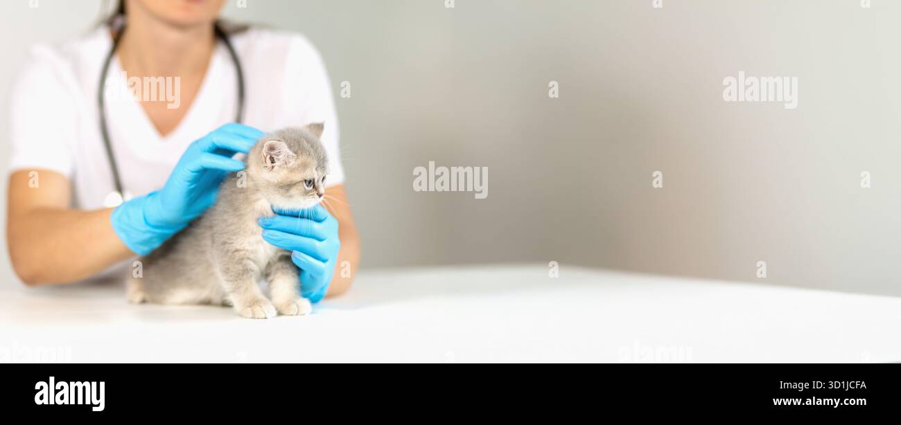 Ein Tierarzt mit blauen Handschuhen streichelt ein graues Kätzchen während einer Untersuchung in einer gut beleuchteten Tierklinik sanft. Der Fokus liegt auf ihrer Interaktion, Showcas Stockfoto