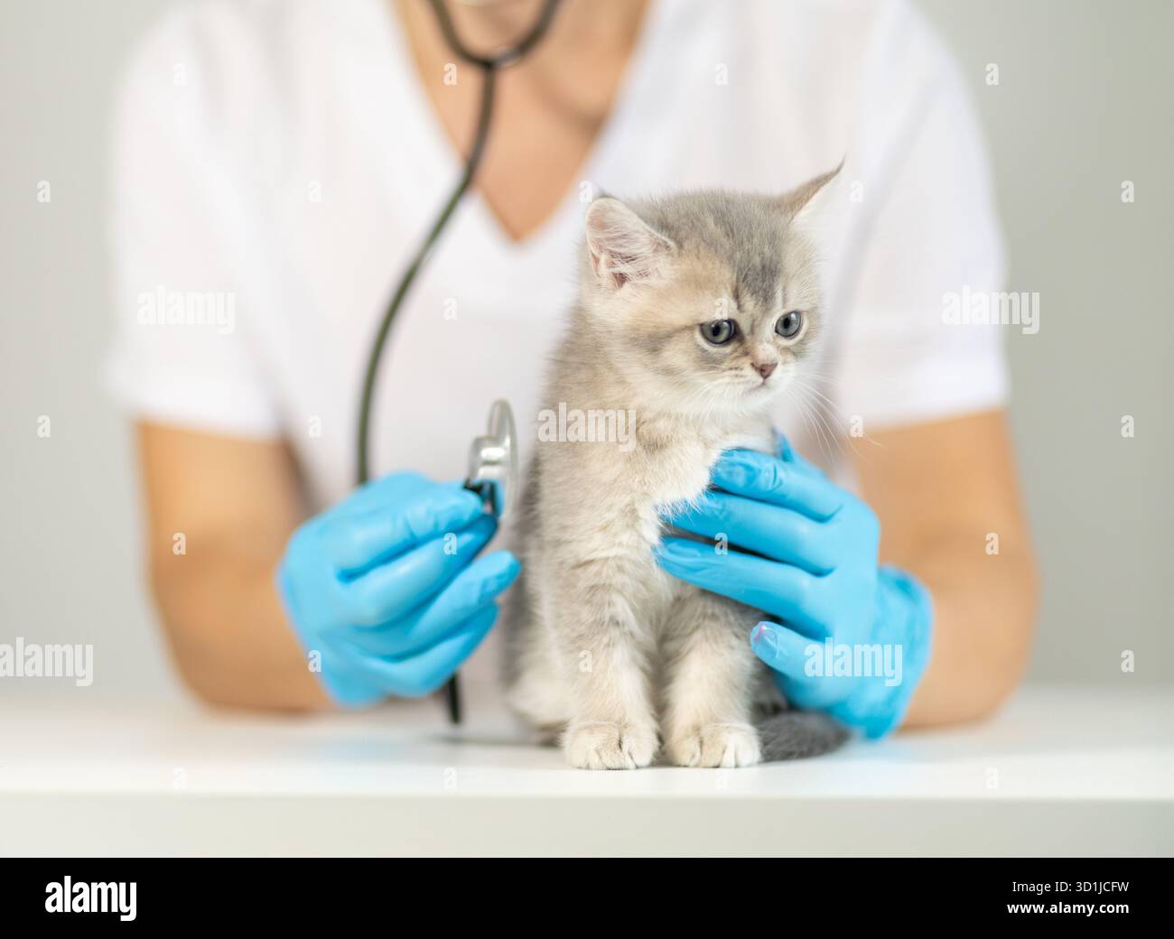 Ein Tierarzt untersucht ein kleines graues Kätzchen vorsichtig mit einem Stethoskop, während er Handschuhe trägt. Die klinische Umgebung spiegelt eine fürsorgliche Atmosphäre wider Stockfoto