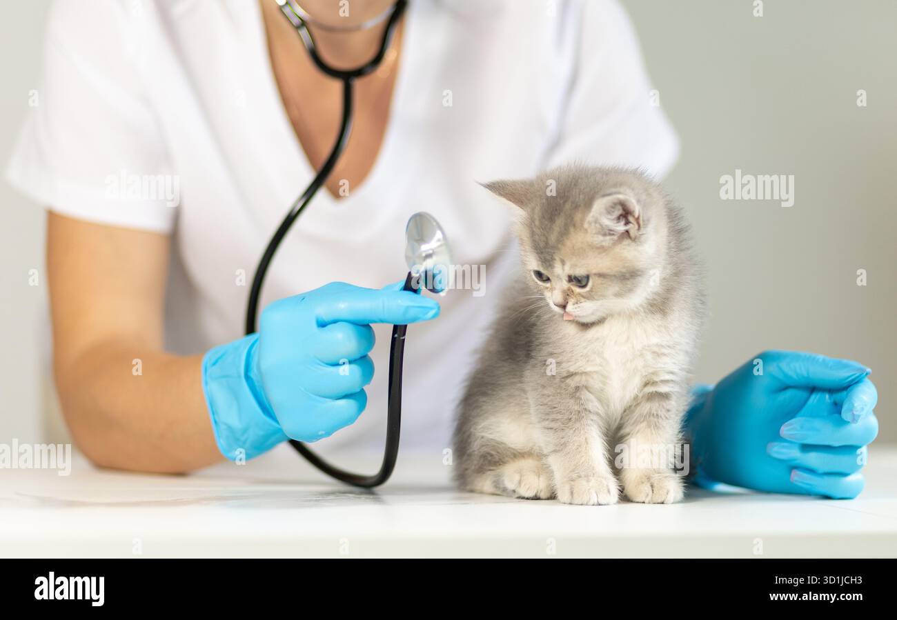 Eine sanfte Betreuerin in Handschuhen untersucht ein kleines graues Kätzchen während einer tierärztlichen Untersuchung. Das gemütliche Klinikumfeld unterstreicht die Verbundenheit zwischen ihnen. Die k Stockfoto