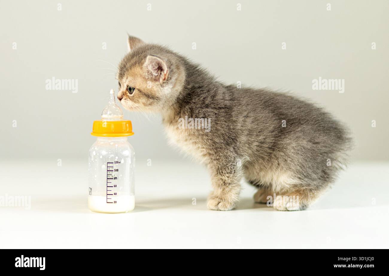 Ein kleines graues Kätzchen steht neben einer mit Milch gefüllten Babyflasche und blickt neugierig auf die Flasche. Die Umgebung ist hell und einladend und schafft einen Stockfoto