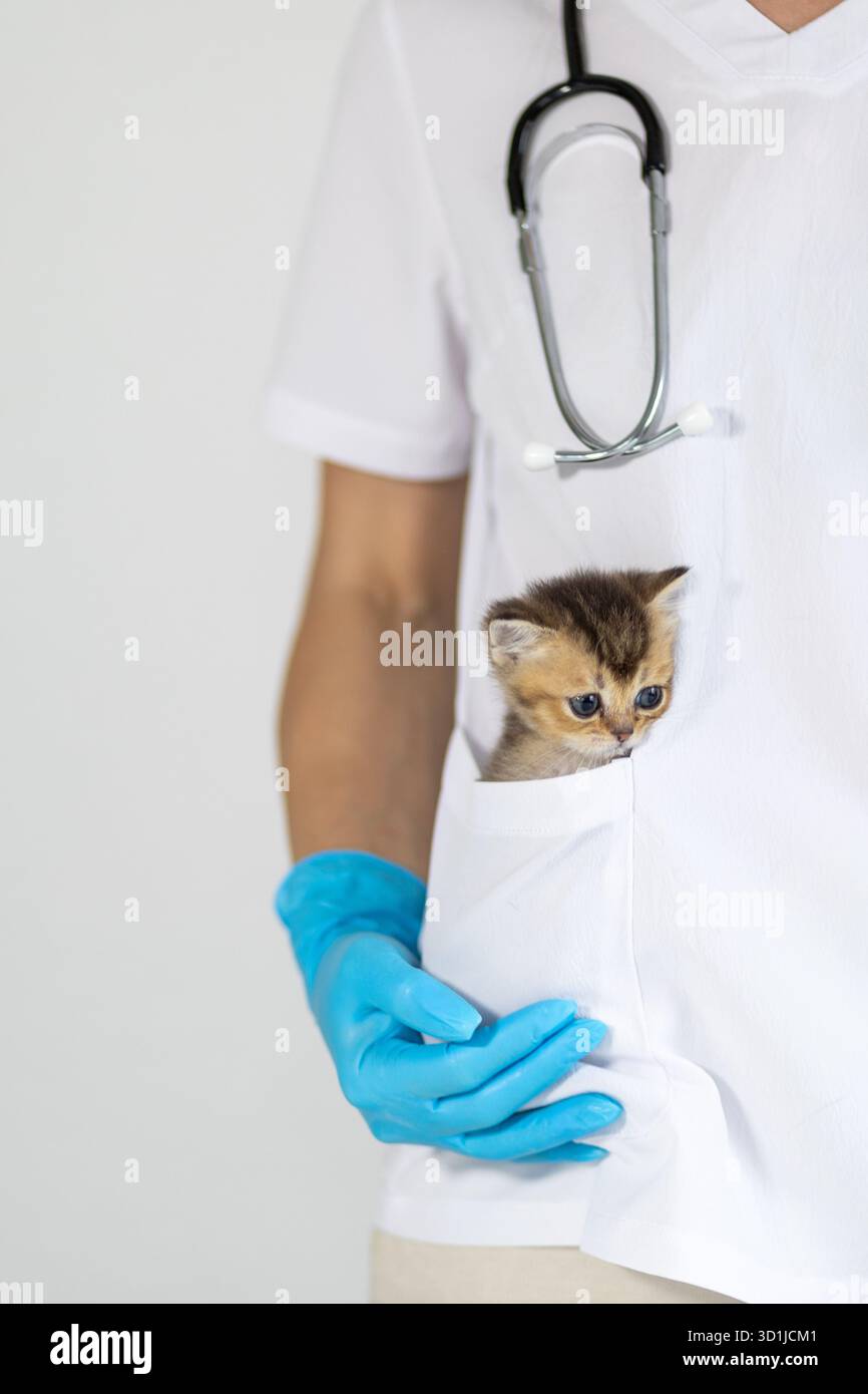 In einer sauberen und hellen Tierklinik hält ein Tierarzt in weißer Uniform und blauen Handschuhen sanft ein Kätzchen, das aus der Tasche blickt. atmos Stockfoto