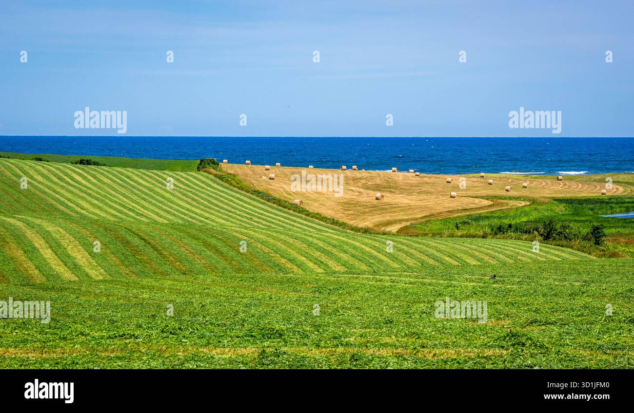Farmfelder an der Nordküste von Prince Edward Island Kanada Stockfoto