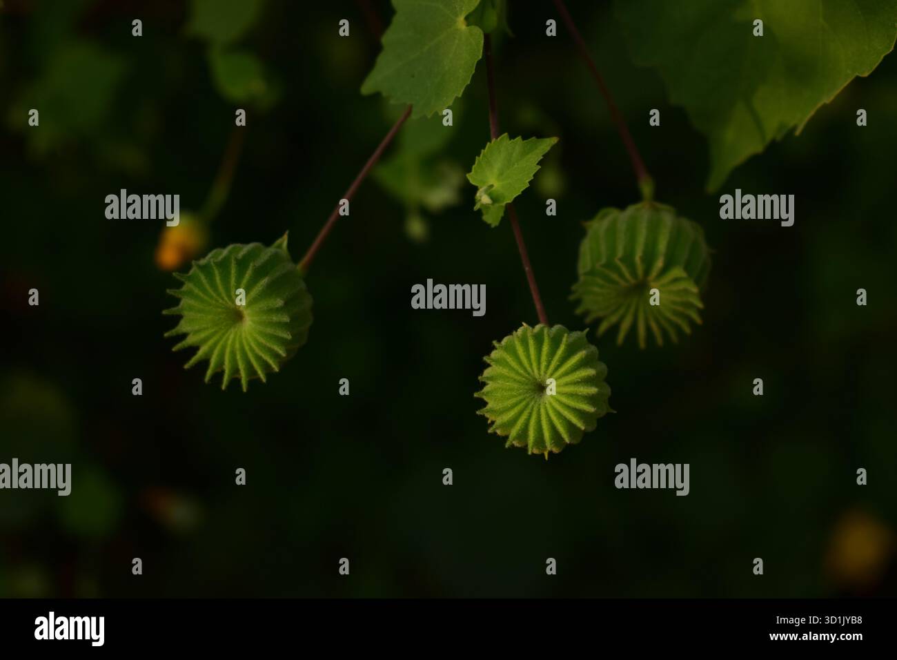 Abutilon indicum (L.) Sweet – Indisches Abutilon oder Indische Malve, ein medizinisches und dekoratives Kraut Stockfoto