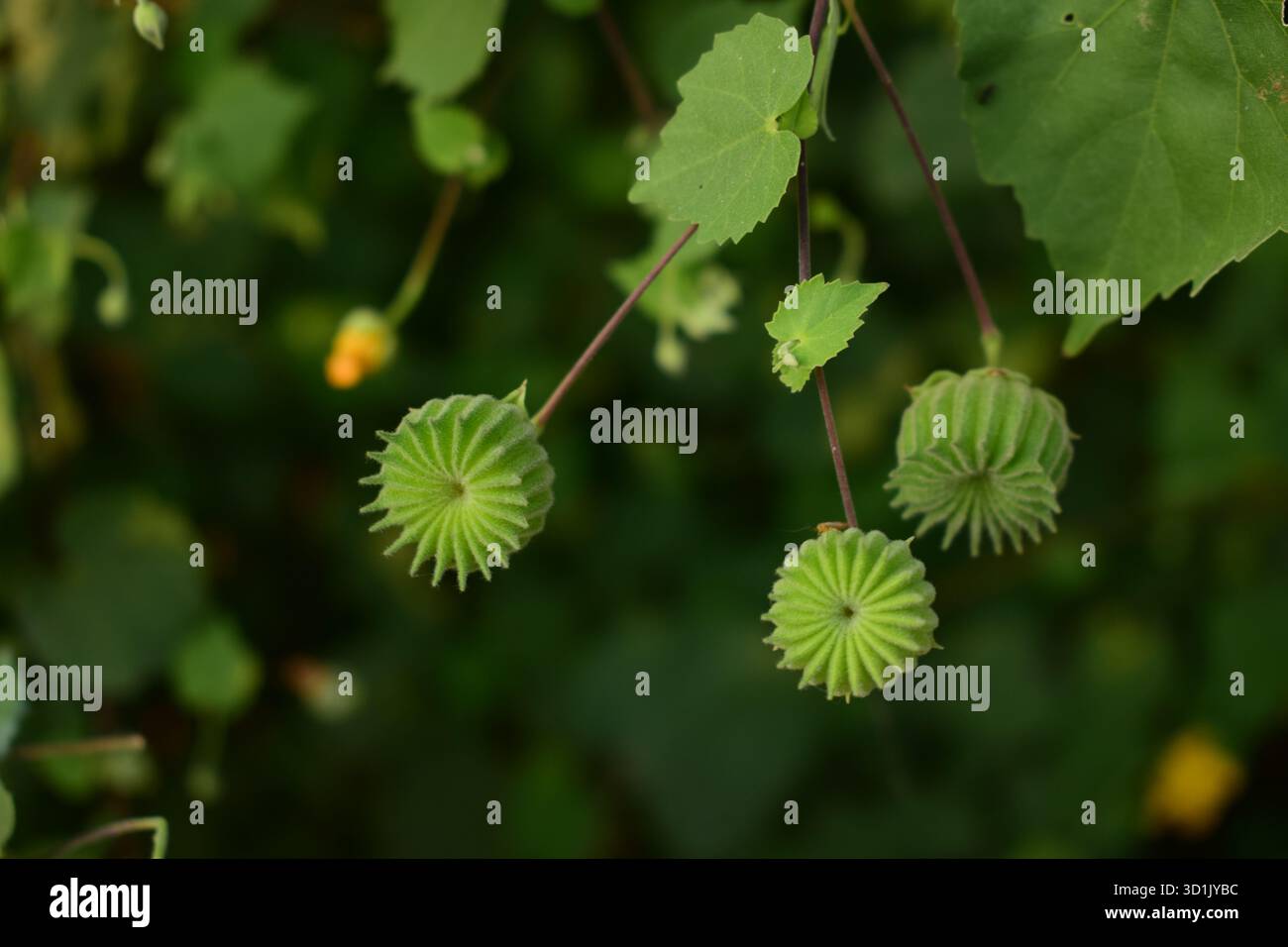 Abutilon indicum (L.) Sweet – Indisches Abutilon oder Indische Malve, ein medizinisches und dekoratives Kraut Stockfoto