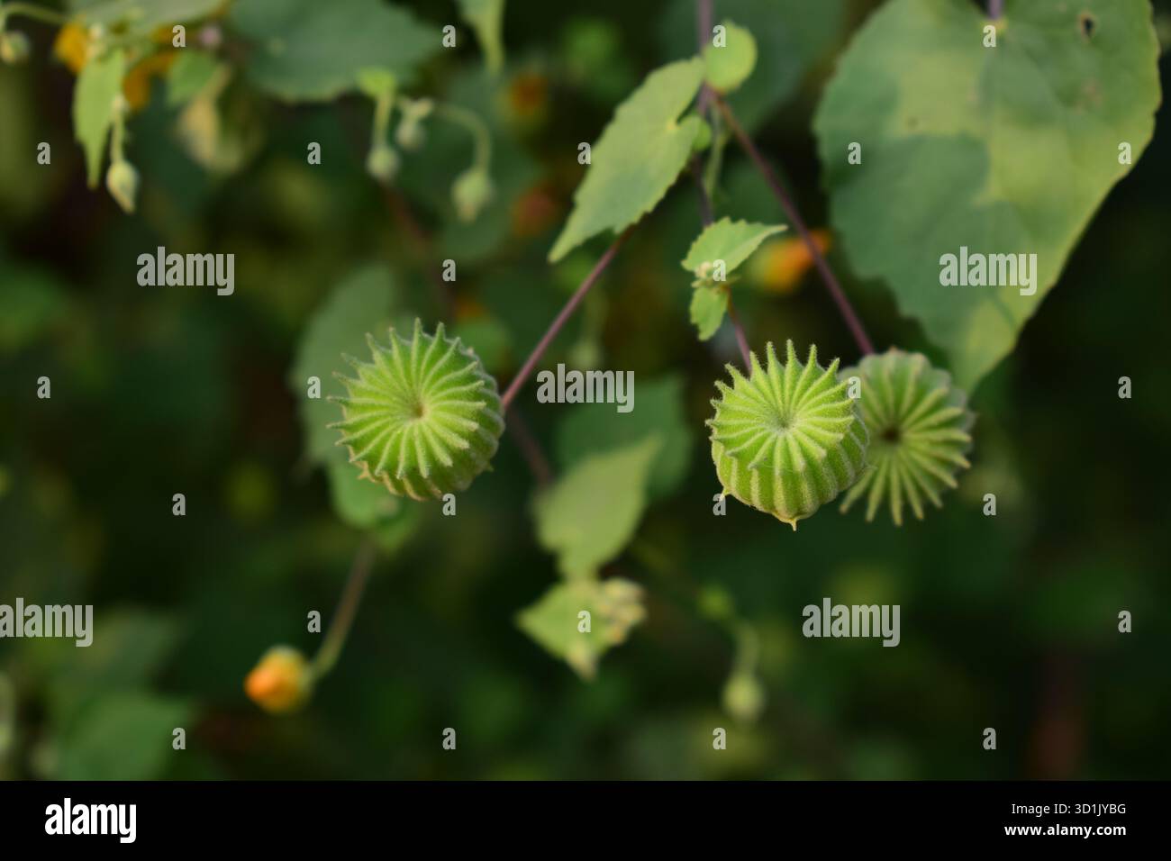 Abutilon indicum (L.) Sweet – Indisches Abutilon oder Indische Malve, ein medizinisches und dekoratives Kraut Stockfoto