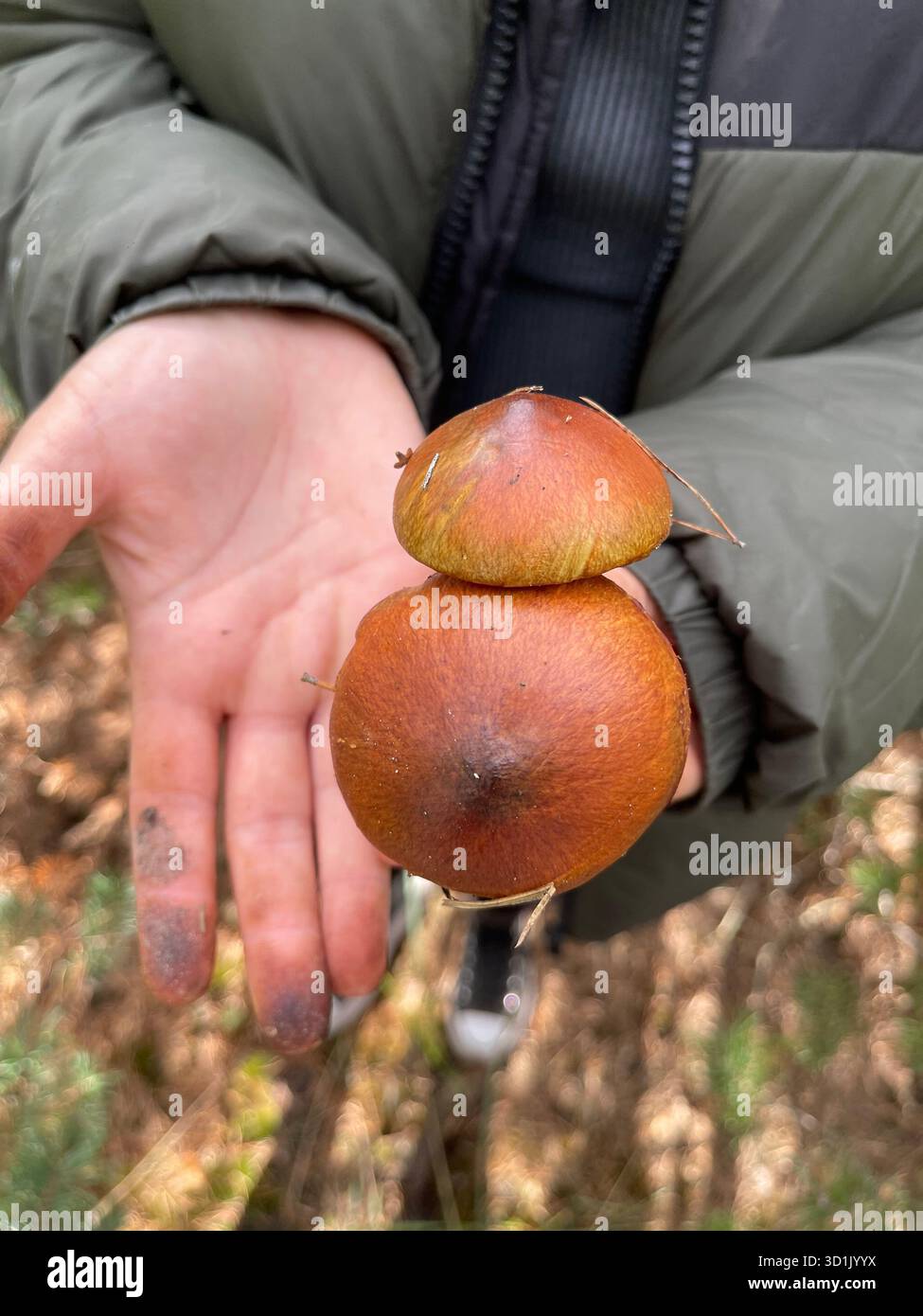 Nahaufnahme, vertikale Aufnahme von zwei frischen, braunen Wildpilzen, die in den Händen einer Person gehalten werden. Die Finger der Person sind durch Graben leicht verschmutzt. - Smartphone-aufgenommenes Stockfoto