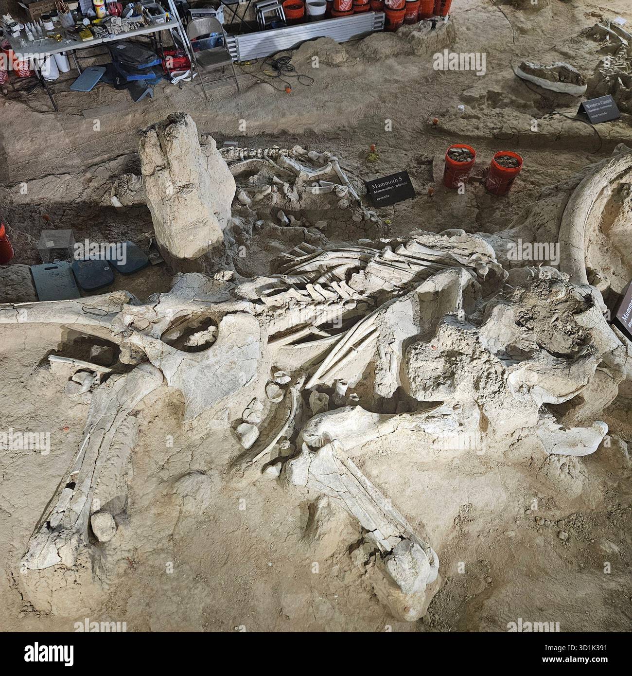 Prähistorische Mammutknochen wurden im Zentrum von Texas entdeckt, dem Waco Mammoth National Monument Stockfoto