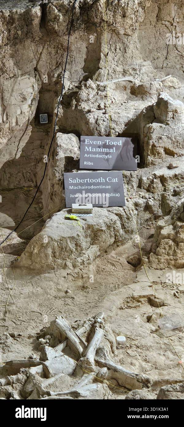 Säbelzahnkatzenzahn und gesäumte Säugetierfossilien, ausgestellt am Waco Mammoth National Monument, Texas Stockfoto