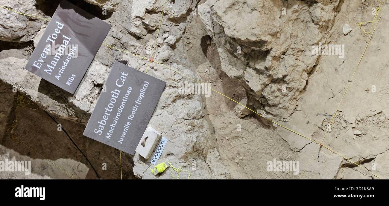 Säbelzahnkatzenzahn und gesäumte Säugetierfossilien, ausgestellt am Waco Mammoth National Monument, Texas Stockfoto