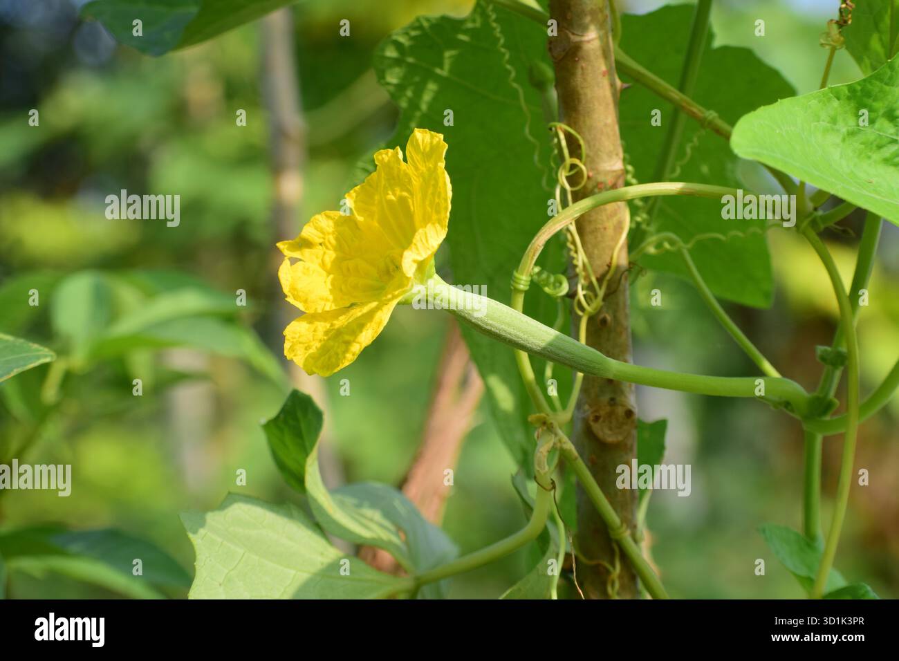 Weibliche Dishrag Kürbis Blume - zarte gelbe Blüte der Luffa-Arten Stockfoto