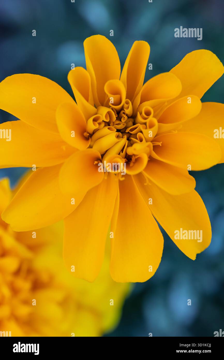 Gelbes Marigold-Blumen-Center-Makro Stockfoto