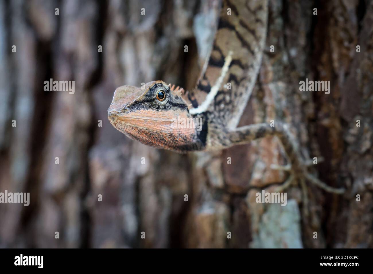 Nahaufnahme das Thai Chamäleon ist unglaublich wie ein Dinosaurier. Ein Chamäleon auf dem Baum mit schönen Augen Stockfoto