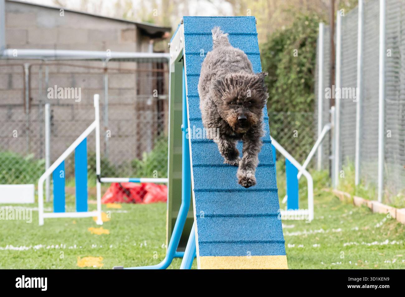 Ein verspielter Hund steigt in einer Trainingsanlage, die von einem Grasfeld und einem Fechten umgeben ist, eine Agilitätsrampe hinauf. Stockfoto