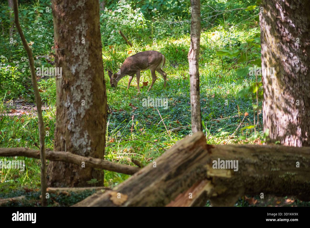 Ein grau-braunes Reh grast hinter einem gefallenen Baumstamm und einem moosbewachsenen Baumstamm auf einem grünen Waldboden im Robert H. Treman State Park, New York. Stockfoto