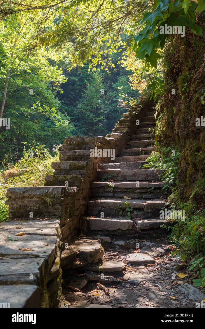 Eine Fluglinie von verwitterten Steinstufen mit einer niedrigen Steinmauer steigt durch grünen Wald entlang eines Schluchtpfades im Robert H. Treman State Park, New York. Stockfoto