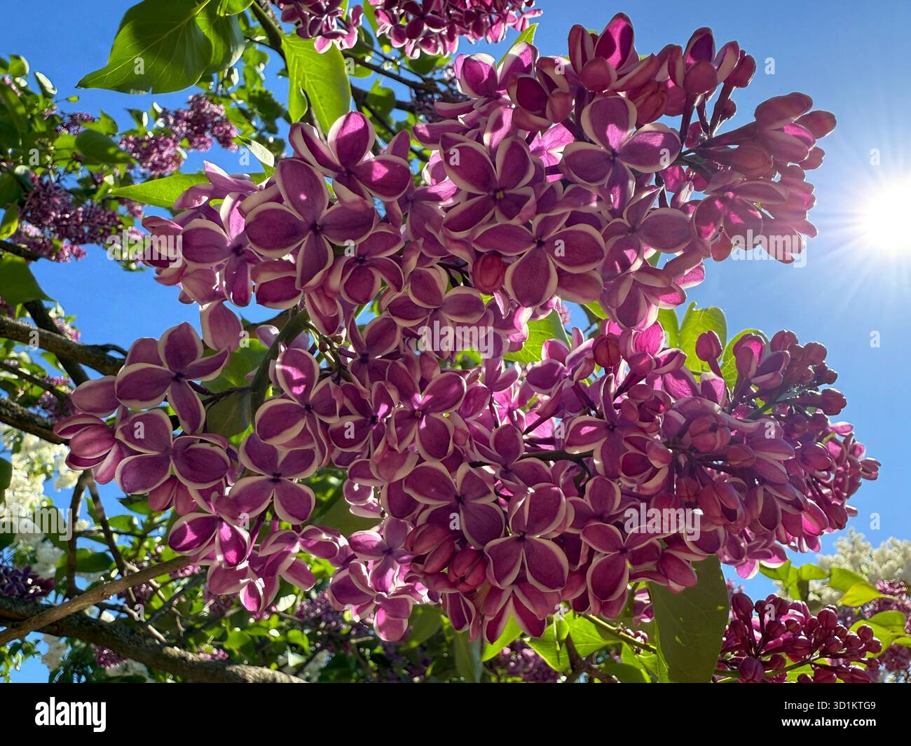 Lilacs Sensation lila Blüten mit weißen Rändern. Stockfoto