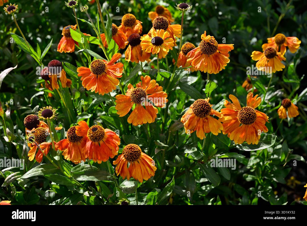 Orangefarbene und braune Sommerblumen des Nasenweed Helenium 'Moerheim Beauty' UK Garden September Stockfoto