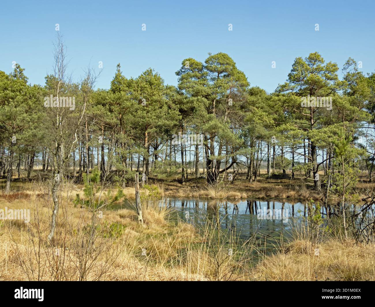 Landschaft im Pietzmoor in der Lüneburger Heide bei Schneverdingen Stockfoto