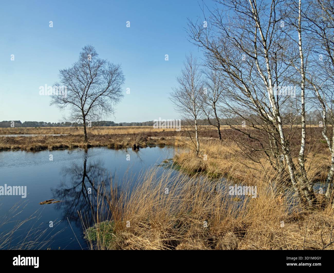 Landschaft im Pietzmoor in der Lüneburger Heide bei Schneverdingen Stockfoto