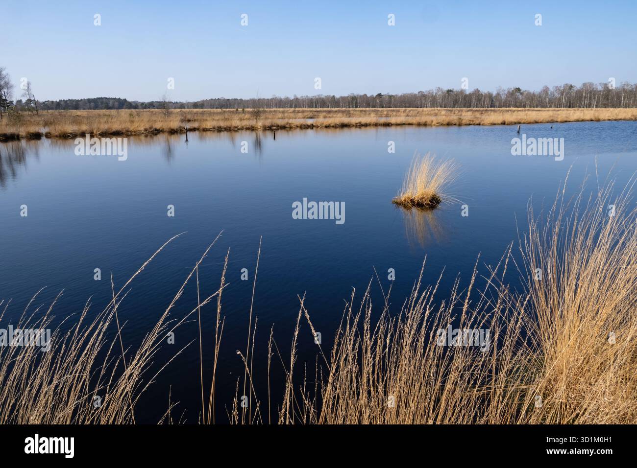 Landschaft im Pietzmoor in der Lüneburger Heide bei Schneverdingen Stockfoto