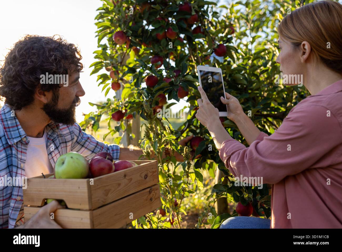 Mann und Frau sammeln Äpfel im sonnigen Obstgarten. Sie verwenden ein Tablet, um Informationen zu überprüfen, während sie die Ernte genießen Stockfoto