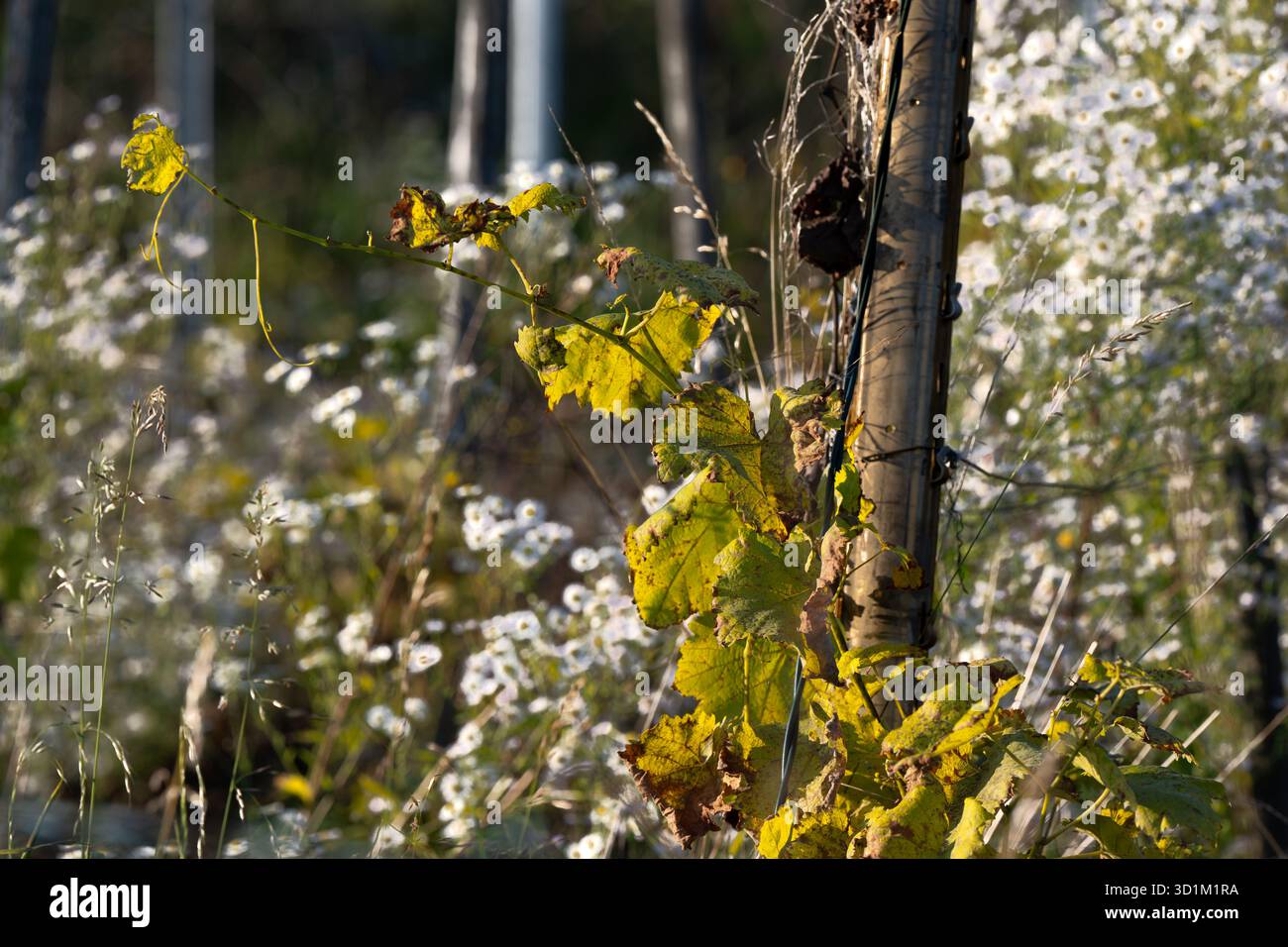 Blätter und Blüten in einem herbstlichen Weinberg Stockfoto
