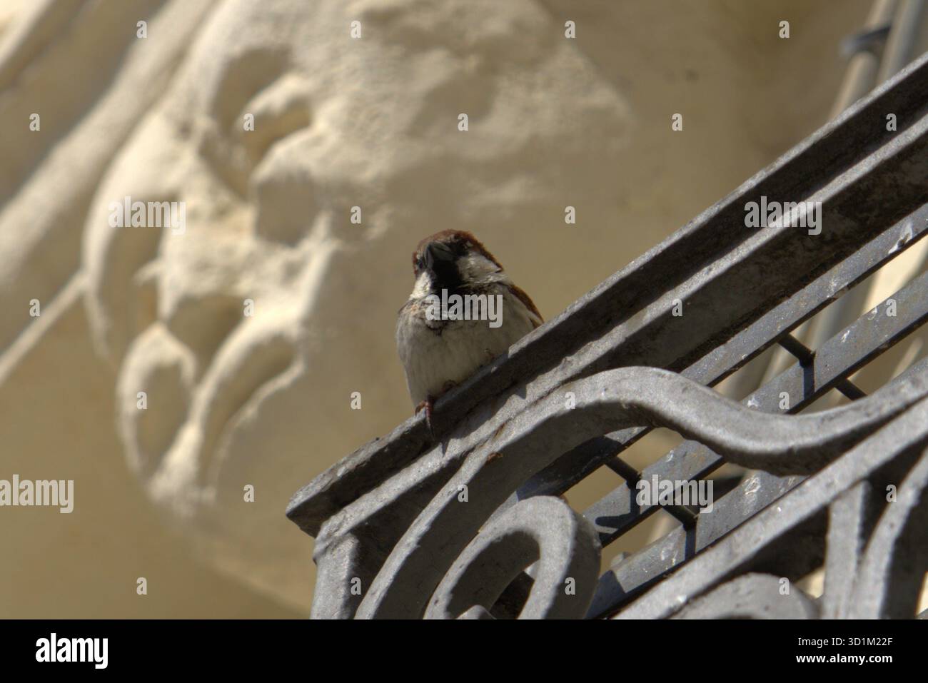 Ein kleiner Spatzen sitzt auf einem kunstvollen schmiedeeisernen Geländer, gefangen in warmem Sonnenlicht. Der Hintergrund ist leicht verschwommen und zeigt ein helles Steinrelief Stockfoto
