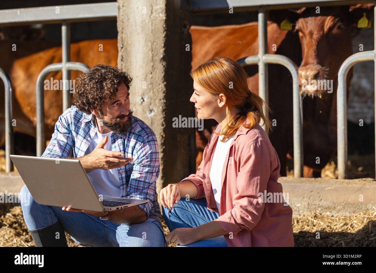 Zwei Bauern diskutieren die Viehwirtschaft, während sie einen Laptop vor den Kühen von Angus Aberdeen im Stich benutzen Stockfoto