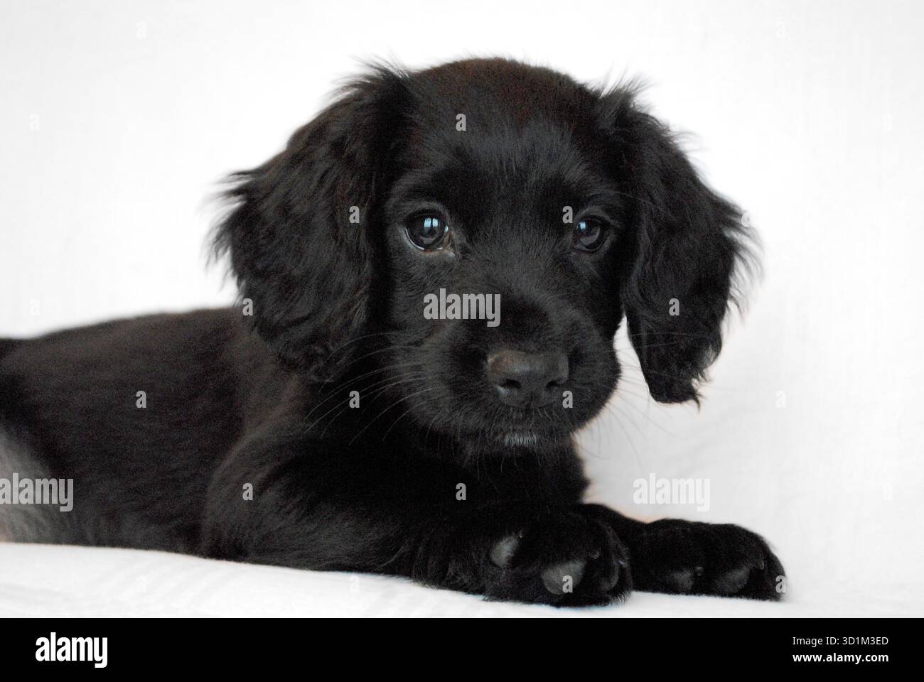 Schwarzer Spaniel-Welpe, der auf weißem Hintergrund liegt Stockfoto