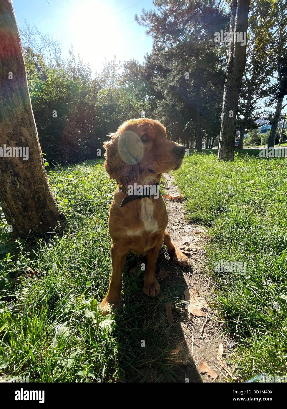 Goldener Cocker Spaniel auf einem Waldweg in sonnigem Park, natürliches Tageslicht, grünes Gras und Bäume im Hintergrund - Smartphone-aufgenommenes Stockfoto
