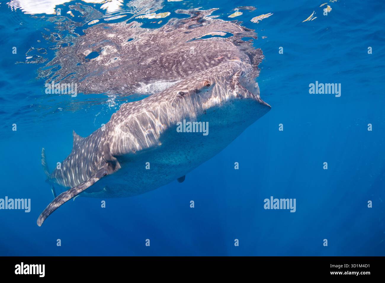 Ein Walhai, Rhiniodon Typus, mit seinen Mund offen, Filter Fütterung an der Oberfläche, Philippinen. Dies ist die weltgrößte Fischarten. Stockfoto