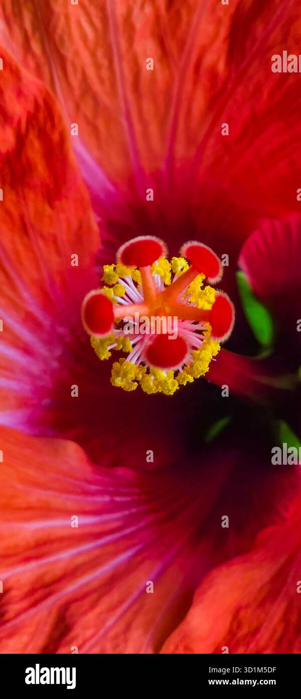 Nahaufnahme einer roten Hibiskusblüte mit komplexen Details und leuchtenden Farben. - Smartphone-aufgenommenes Stockfoto
