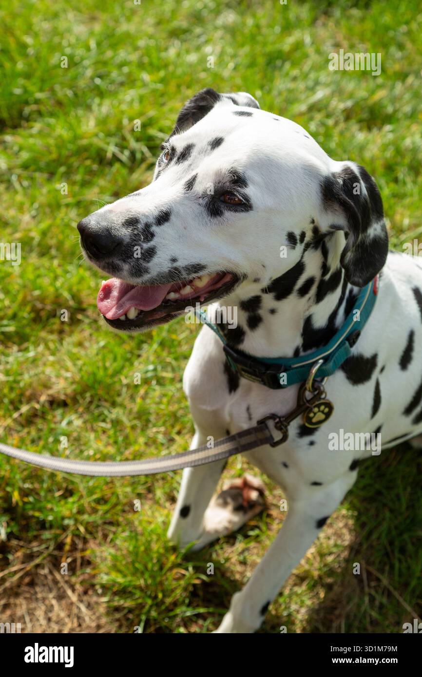 Ein dalmatinischer Hund sitzt draußen an der Leine Stockfoto