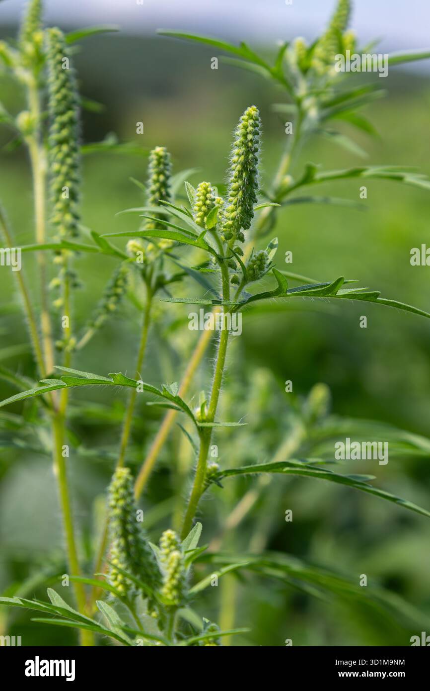 Ragweed blüht mit seinem grünen Laub und der Entwicklung von Blütenknospen in einem lebendigen Feld, das typische Wachstumsmuster im Spätsommer zeigt Stockfoto