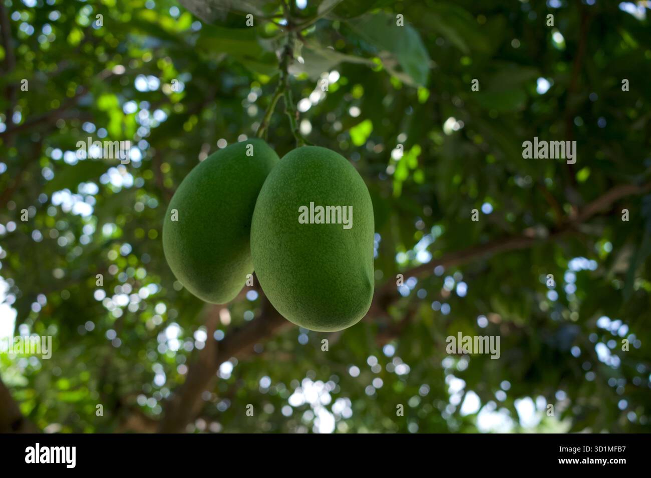 Ein Mangobaum (Mangifera indica) mit zwei grünen Früchten. Stockfoto